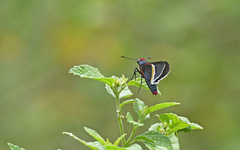 Mysoria barcastus