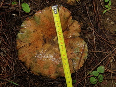 Lactarius sanguifluus
