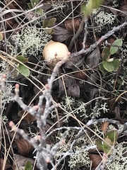Cladonia rangiferina