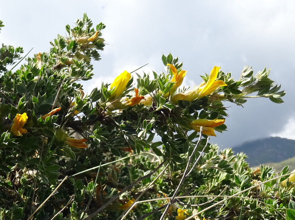 Caragana acanthophylla