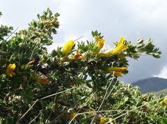 Caragana acanthophylla
