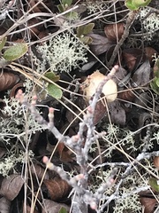 Cladonia rangiferina