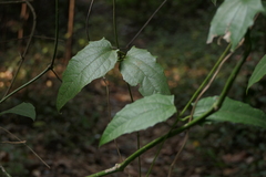 Thunbergia laurifolia