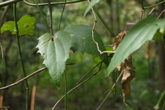 Thunbergia laurifolia