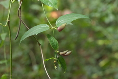 Thunbergia laurifolia
