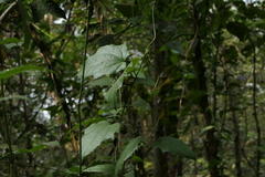 Thunbergia laurifolia
