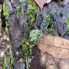 Cladonia digitata
