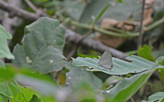Strephonota tephraeus