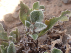 Aizoon glinoides