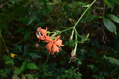 Silene fulgens