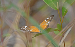 Mestra hersilia