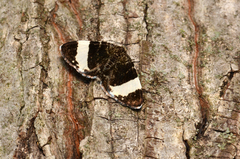 Trichodezia albovittata