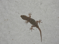 Gekko swinhonis