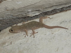 Gekko swinhonis