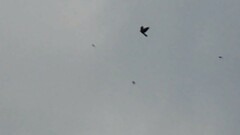 Accipiter nisus