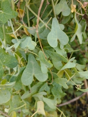 Aristolochia baetica