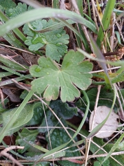 Geranium molle