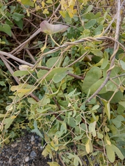 Aristolochia baetica
