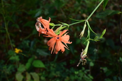 Silene fulgens
