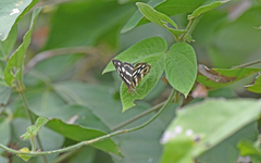 Dynamine postverta mexicana