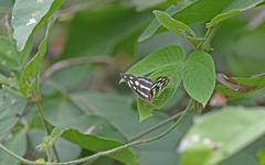 Dynamine postverta mexicana