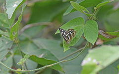 Dynamine postverta mexicana