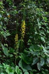 Ligularia fischeri