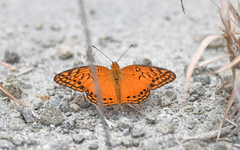 Euptoieta hegesia