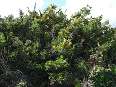 Caragana acanthophylla