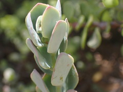 Kalanchoe rotundifolia