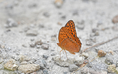 Euptoieta hegesia
