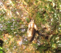 Operophtera