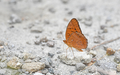 Euptoieta hegesia