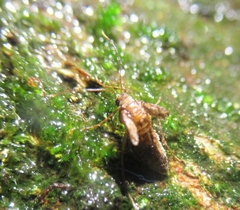 Operophtera