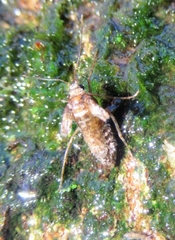 Operophtera