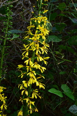Ligularia fischeri