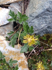 Hamadryas magellanica