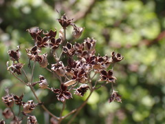 Kalanchoe rotundifolia