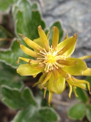 Hamadryas magellanica