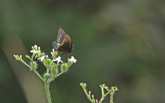 Battus polydamas