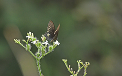 Battus polydamas