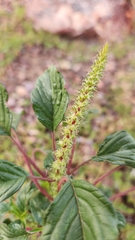 Amaranthus palmeri