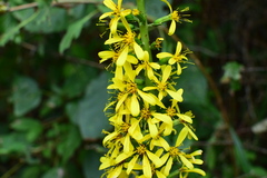 Ligularia fischeri