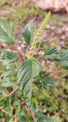 Amaranthus palmeri