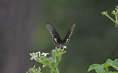 Battus polydamas
