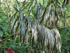Dracaeneae