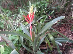 Aechmea nudicaulis