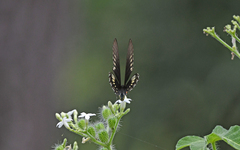 Battus polydamas