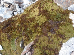 Abrotanella emarginata