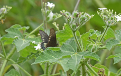 Battus polydamas
